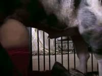 Pig porn in the farm with kinky bitch